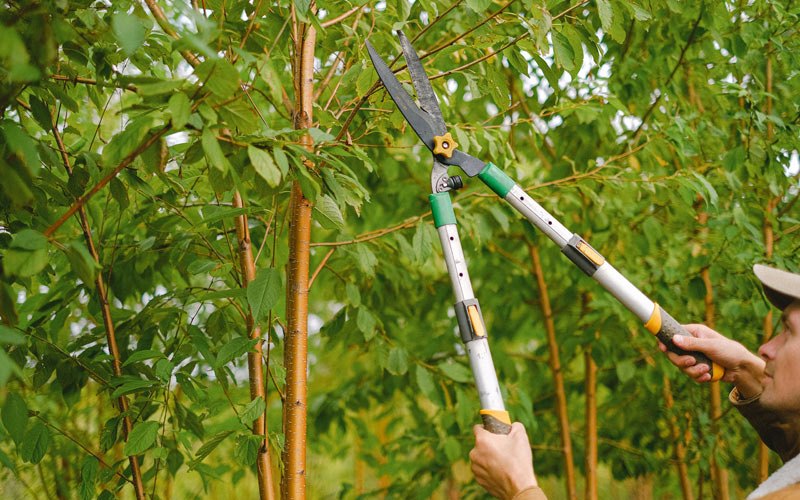 Tree trimming in Gambell, AK